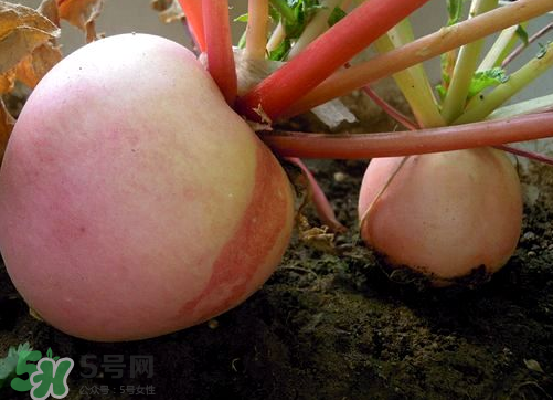 三伏天是什么时候入伏,夏季三伏天是什么时候 三伏天是什么时候入伏,夏季三伏天是什么时候