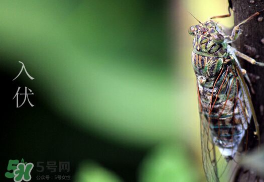 2017年几月几号入伏,今年几号入伏
