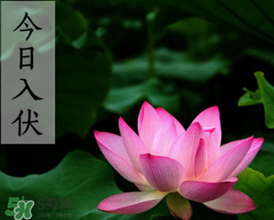 今年头伏是几月几号,出伏时间是几月几号