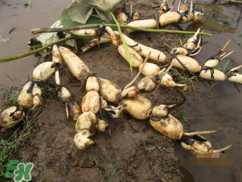 7月份能种莲藕吗,几月份种莲藕 7月份能种莲藕吗,几月份种莲藕