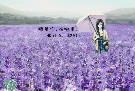 7月份还有薰衣草吗,12月还有薰衣草吗