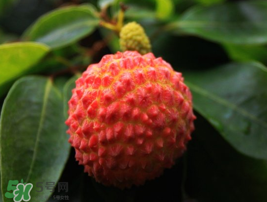 8月份还有荔枝吗?,几月份有荔枝