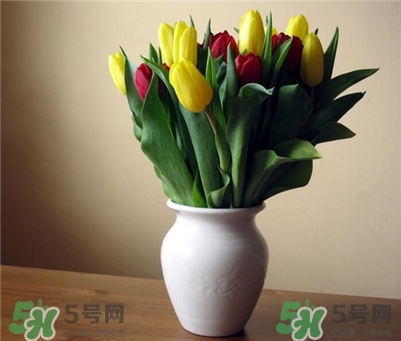 郁金香价格多少钱一只,郁金香是什么颜色