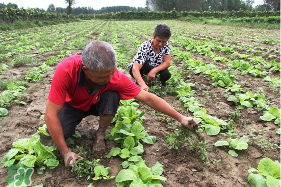 夏天能种什么蔬菜,夏天可以种什么蔬菜呢