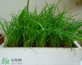 6月份能种韭菜吗?,几月份种韭菜