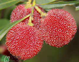 七月份还有杨梅吗?,七八月份还有杨梅吗