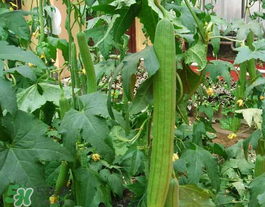 六月份能种丝瓜吗?,几月份种丝瓜