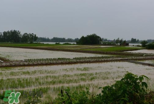 出梅入梅是什么意思,入梅是什么意思啊