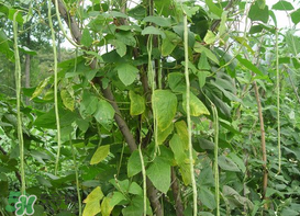 7月份可以种豆角吗无架豆角几月可以种,7月份可以种豆角吗