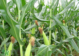 7月份可以种玉米吗?,8月份可以种玉米吗