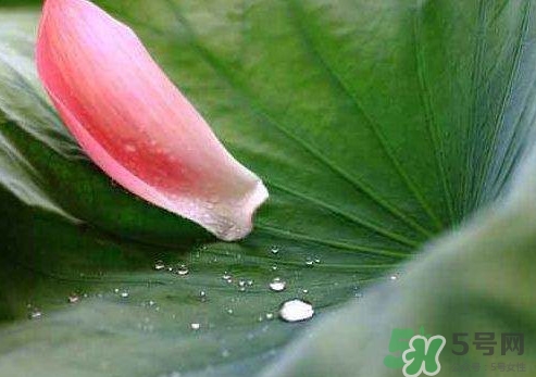 三伏天是什么意思,为啥叫三伏天,三伏天是什么意思?