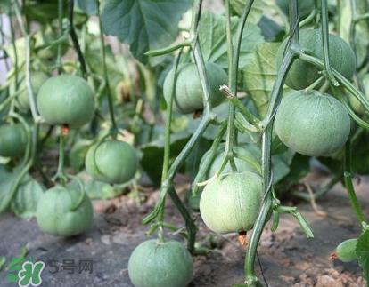 六月份可以种甜瓜吗?,甜瓜几月份种 六月份可以种甜瓜吗?,甜瓜几月份种