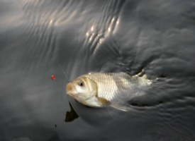 鲫鱼可以钓到几月份,鲫鱼什么时候钓