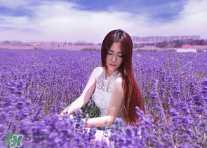 六月份还有薰衣草吗,薰衣草几月