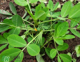 六月份还可以种花生吗?,7月份还能种花生吗