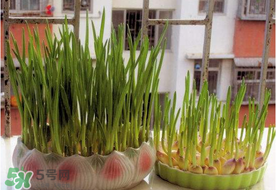 六月份可以种蒜吗,六月蒜什么时间种