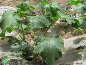 黄瓜几月份可以开始播种,黄瓜何时播种