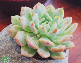 六月份可以买多肉吗,几月份开始不要买多肉