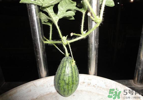 六月份还能种西瓜吗请问,六月份还能种西瓜吗?