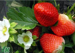 六月份还有草莓吗?,五月份有草莓吗