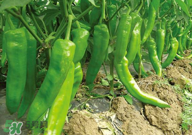 六月份可以种辣椒吗?辣椒几月份播种?,辣椒六七月份还能种植吗