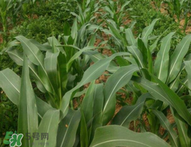 六月份可以种玉米吗?,几月份可以种玉米 六月份可以种玉米吗?,几月份可以种玉米