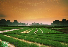 芒种会下雨吗,芒种下雨什么夏至下雨 芒种会下雨吗,芒种下雨什么夏至下雨