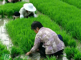 芒种前后种什么农作物,芒种种什么