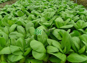 7月份种什么蔬菜,7月份种什么蔬菜最好 7月份种什么蔬菜,7月份种什么蔬菜最好