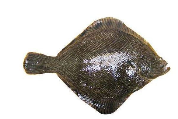 比目鱼的生长环境是怎么样的呢(比目鱼的生活环境)