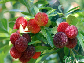 五月份有杨梅吗,几月份有杨梅