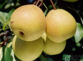 五月份有梨吗,几月份有梨
