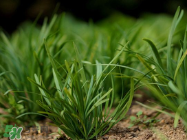 小满种什么菜最好,小满种什么菜?