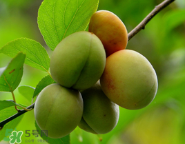 小满吃什么水果,小满吃什么水果蔬菜