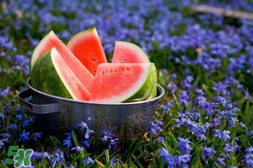 怀孕五个月能吃西瓜吗,西瓜孕妇能吃么