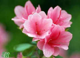 五月份还有杜鹃花吗,杜鹃花几月开花