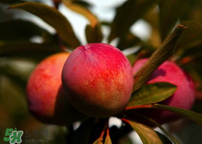 五月份有李子吗,几月份有李子