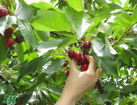 樱桃什么时候可以采摘,什么时候摘樱桃 樱桃什么时候可以采摘,什么时候摘樱桃