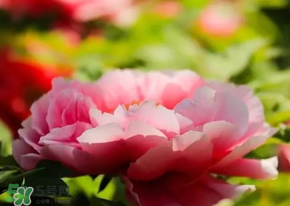 五月份还有牡丹吗,牡丹几月开