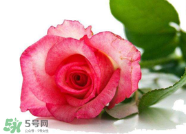 520玫瑰花多少钱,520朵玫瑰花多少钱