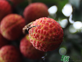 五月份有荔枝吗,几月份有荔枝 五月份有荔枝吗,几月份有荔枝