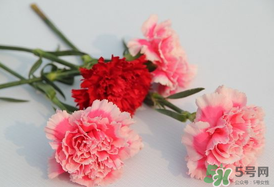 康乃馨多久浇一次水合适,康乃馨多久浇一次水?