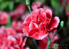 康乃馨能插活吗?康乃馨可以扦插吗?,花店买的康乃馨能插活吗 康乃馨能插活吗?康乃馨可以扦插吗?,花店买的康乃馨能插活吗