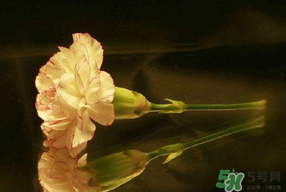 康乃馨可以放卧室吗,康乃馨可以放室内吗