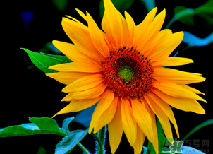 母亲节可以送向日葵吗?,母亲节送妈妈向日葵可以吗 母亲节可以送向日葵吗?,母亲节送妈妈向日葵可以吗