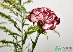 康乃馨可以放多久,康乃馨保存时间有多长