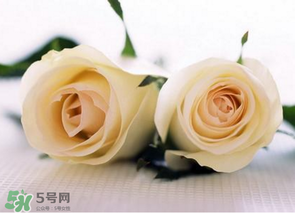 母亲节可以送白玫瑰吗?,白玫瑰可以送妈妈吗