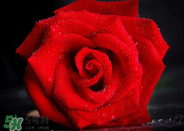 玫瑰花多少钱一朵?,现在玫瑰花多少钱一朵 玫瑰花多少钱一朵?,现在玫瑰花多少钱一朵