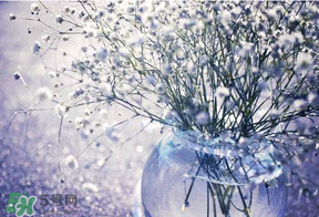 一大束满天星多少钱?,满天星一小束花多少钱