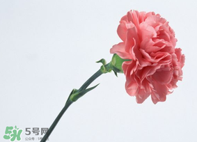 康乃馨花语和寓意,康乃馨花送什么人最合适 康乃馨花语和寓意,康乃馨花送什么人最合适